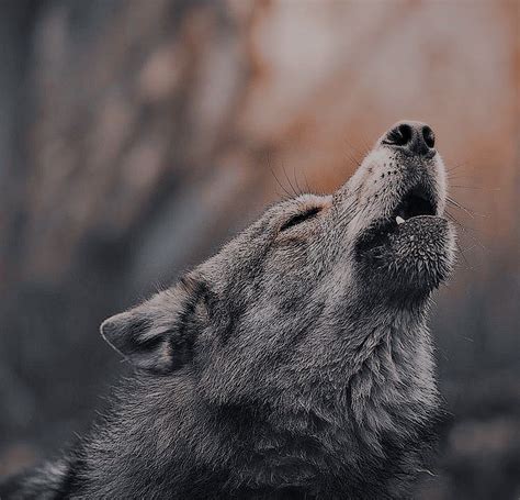 Pin By Let On Aesthetic With Filter Wolf Love Werewolf Aesthetic