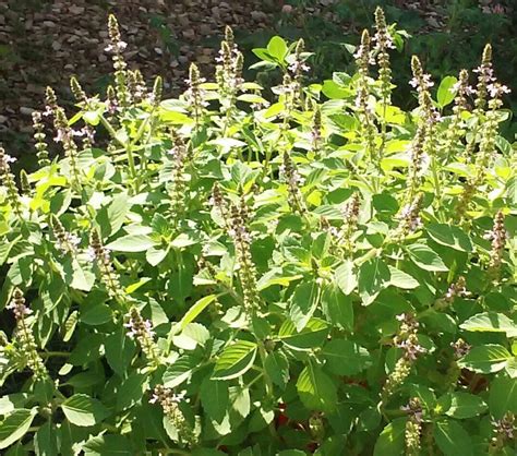 Treasure The Benefits Of Tulsi Mother Earth Living