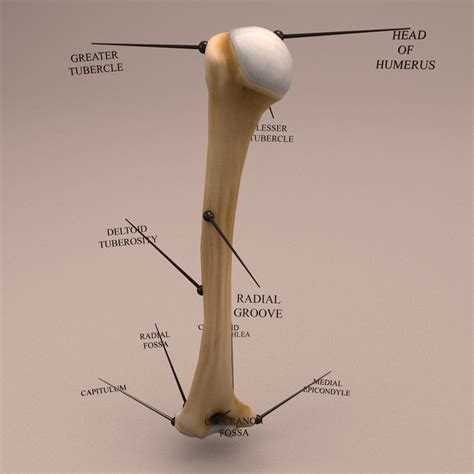 Ds Max Humerus Arm Bone Anatomy Human Bones Anatomy Anatomy Bones My