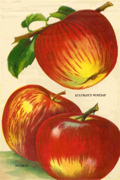 Antique Images Fruit Clip Art Vintage Apple Clip Art From Vintage