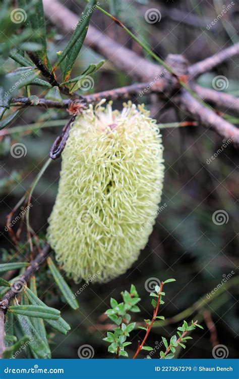 Coastal Banksia Banksia Integrifolia In Bloom On Bruny Island Tasmania