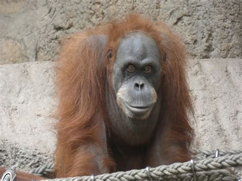 Female Sumatran Orang Utan Dokana Zoochat