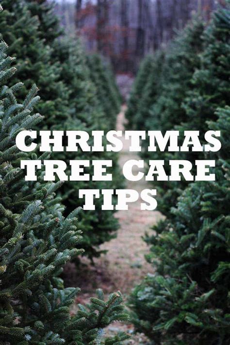 7 Christmas Tree Care Tips