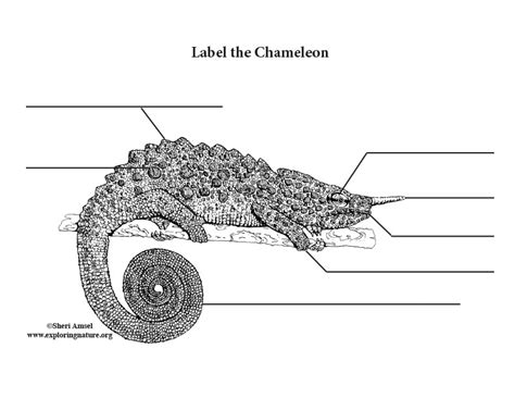Chameleon Labeling Page Exploring Nature Educational Resource