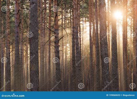 An Autumn Misty Morning In A Tall Pine Forest Stock Image Image Of