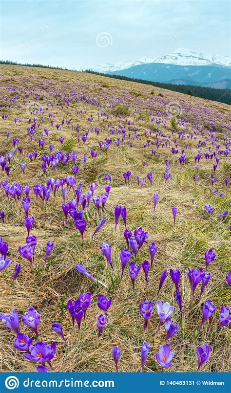 Purple Crocus Flowers In Spring Mountain Stock Image Image Of Plateau