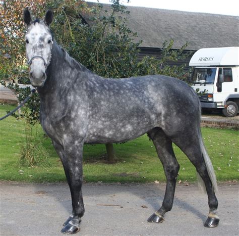 Bigthickhardcock showing mature hairy beefy stud. Belgian Warmblood (BWP)/Grey/Gotti Van Paemel - Uk and ...
