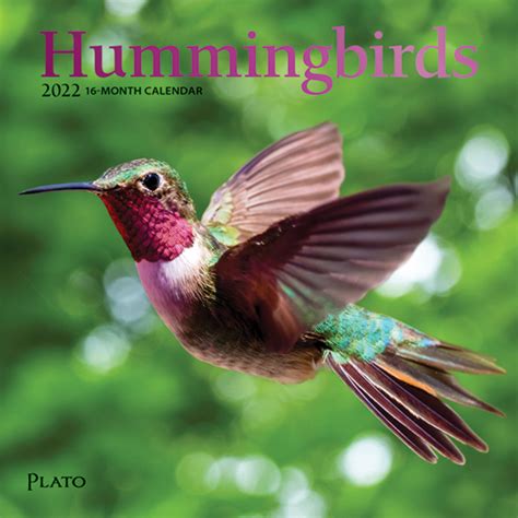 Hummingbirds 2022 Mini Wall Calendar By Plato Plato Calendars