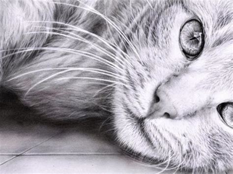 Sometimes, you come across drawings so realistic that they practically appear to be photographs. 50+ Easy Pencil Drawings of Animals That Look So Realistic