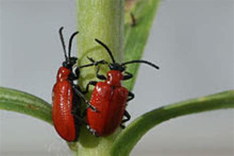 How To Kill Red Lily Leaf Beetles The Eco Friendly Organic Way Hubpages
