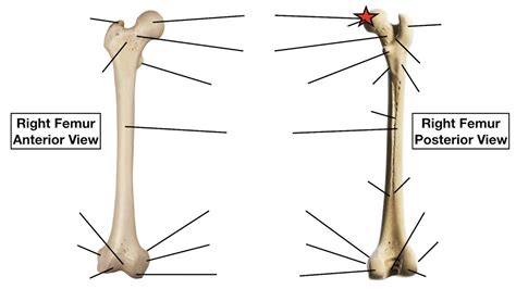 Femur Bone Anatomy Quiz Labeled Diagram Skeletal System Parts — Ezmed