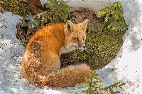 Mother Fox On Alert Photograph By Steve Dunsford