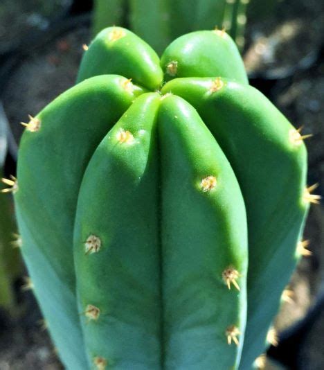 Trichocereus Pachanoi The Cactus King
