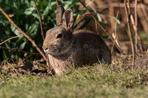 Wildlife Scene Of A European Rabbit Oryctolagus Cuniculus In A Natural