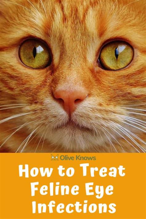 How To Treat Feline Eye Infections Oliveknows
