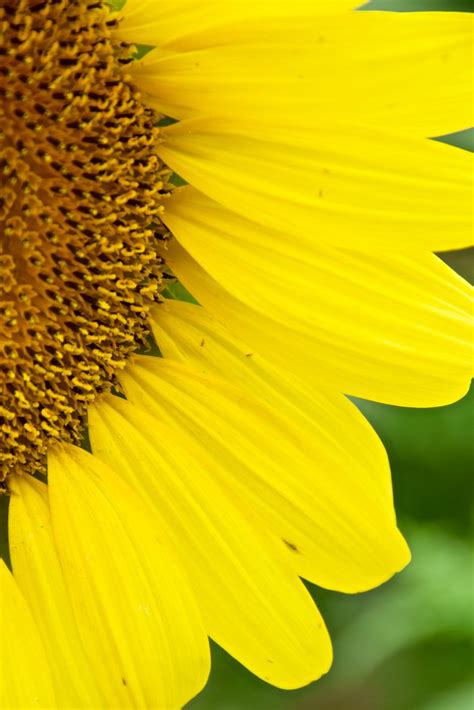 Sunflower 1 Mckee Beshers Wildlife Management Area Pooles Flickr