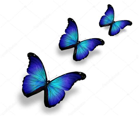 Three Blue Butterflies Isolated On White — Stock Photo © Suntiger