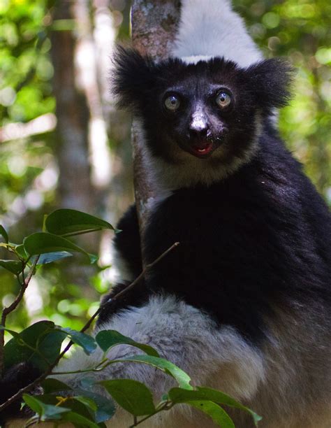 Lemurs Of Madagascar