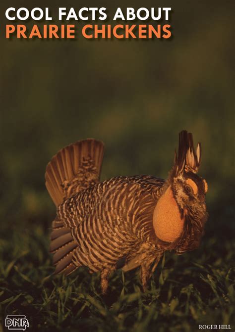 Cool Things You Should Know About Prairie Chickens Dnr News Releases
