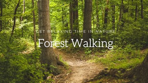 Walking Forest Get Relaxing Time Purify Your Soul In Nature Youtube