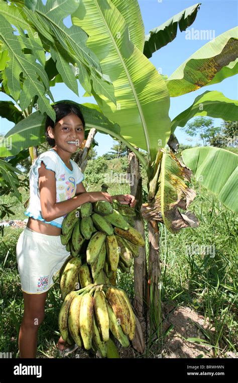 Bananas In Colombia Stock Photo Alamy