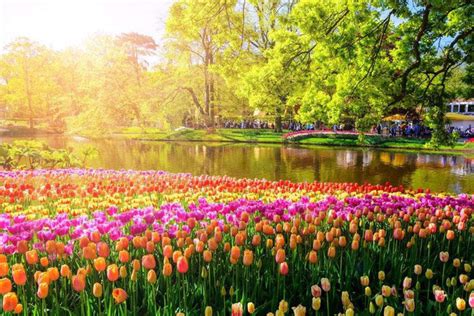 800 Cánh Hoa đẹp Nhất Thế Giới Thiên đường Của Sắc Màu
