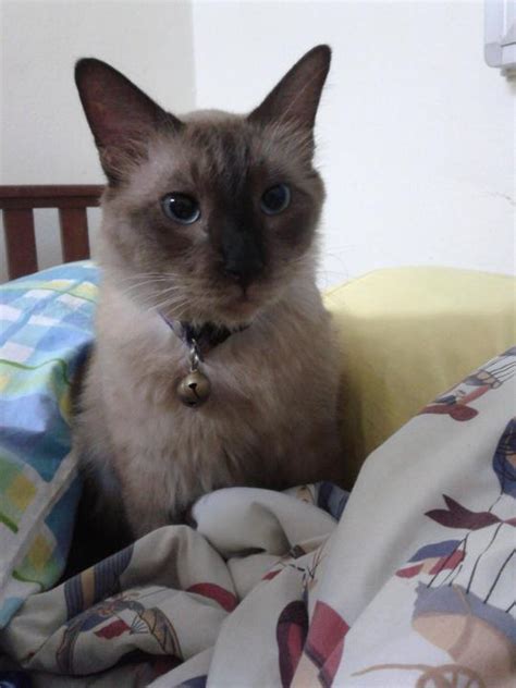 Burmese Siamese Cat Lost 14 Years 3 Months Ginger From Taman