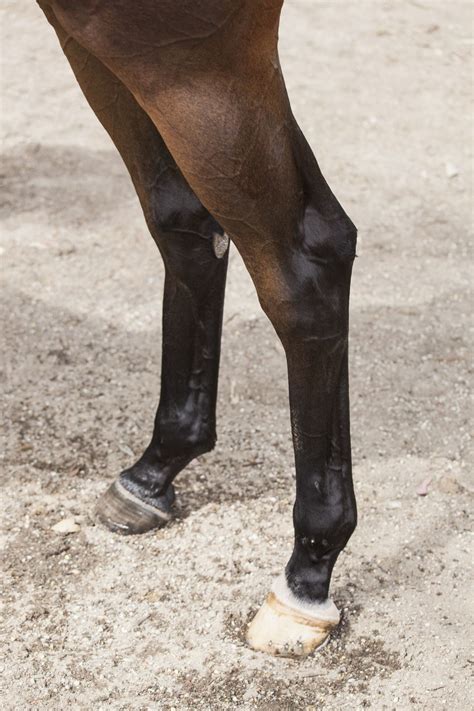 White Leg Markings On Horses