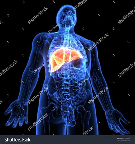 3d Illustration Human Body Liver Anatomy Stock Illustration 777567853