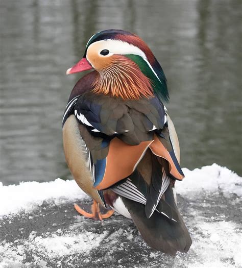 Daily Bird Pics On Instagram Beautiful Mandarin Duck By