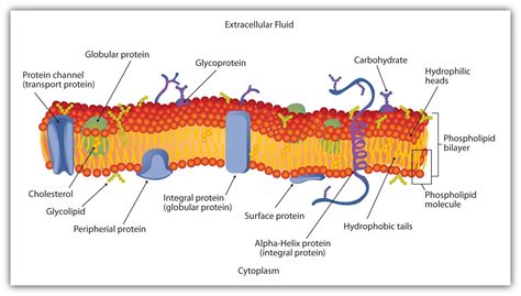 Cell Membrane Definition Simple