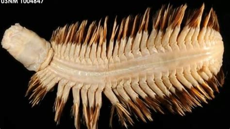 Terrifying Antarctic Worm Species Is Unlike Any Other Living Create