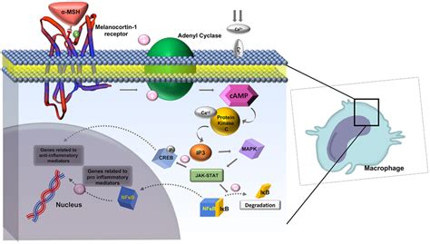 Role Of Melanocortin Receptor On Macrophages In Inhibiting Download Scientific Diagram