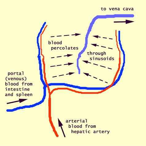 The heart and blood vessels. The Blood Vessel That Carries Blood From Gut To The Liver : Liver Anatomy And Function Of The ...