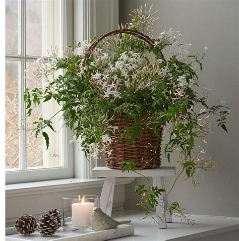 Freshen Up Your Home With Fragrant Indoor Plants