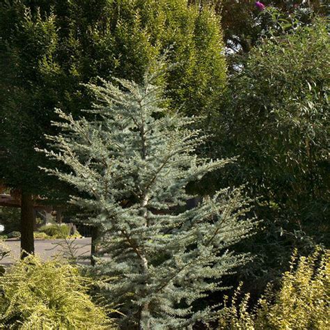 Cedrus Atlantica Horstmann Blue Atlas Cedar Siteone