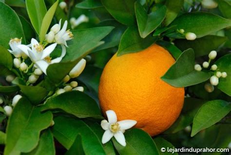 Oranger Le Jardin Du Prahor