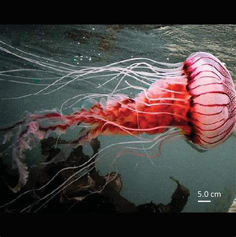Species New To Science Cnidaria • 2020 There Are Three Species Of