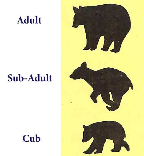 Bear Sizes Comparison Chart