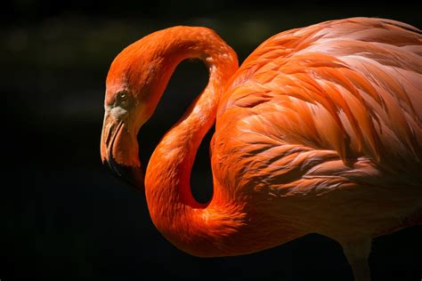 Animal Flamingo 4k Ultra Hd Wallpaper
