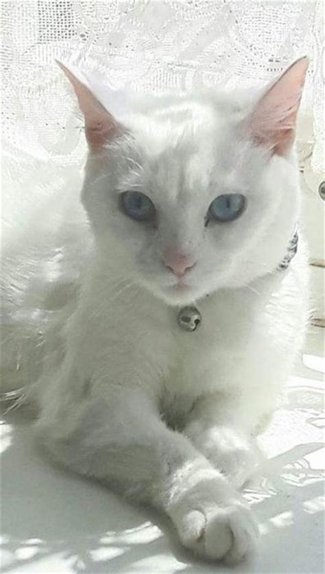 Pure White Blue Eyed Female Cat Brierley Hill Dudley