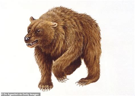 Ancient Humans Hunted The Prehistoric European Cave Bear To Extinction