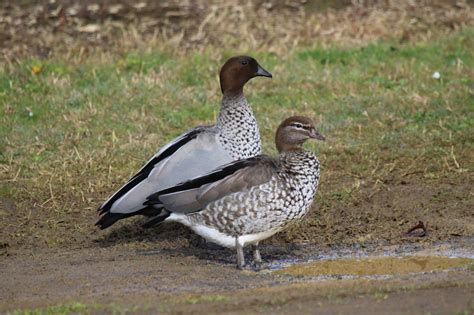 Australian Wood Duck Pair Birds In Backyards