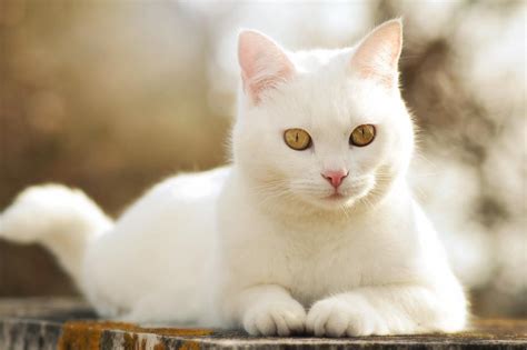 13 White Cat Wallpaper Hd For Mobile Furry Kittens