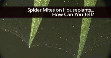 Spider Mites On Houseplants How Do You Know TodayHeadline