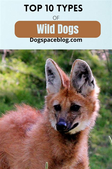 Top 10 Types Of Wild Dogs Dogspaceblog Wild Dogs Dogs Dog Love