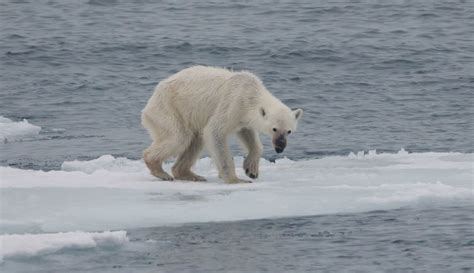 Polar Bears Lose Genetic Diversity As Sea Ice Loss Divides Populations