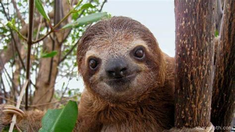 Cute Pictures Of Sloths Sharesloth