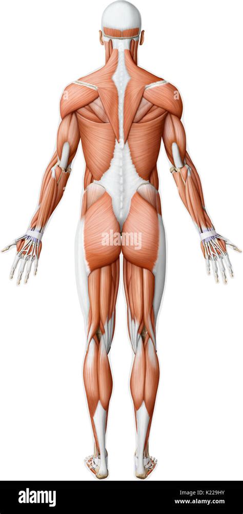 Musculos Principales Del Cuerpo Humano Studocu Images Hot Sex Picture