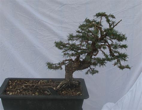 Picea Pungens Colorado Blue Spruce Bonsai Colorado